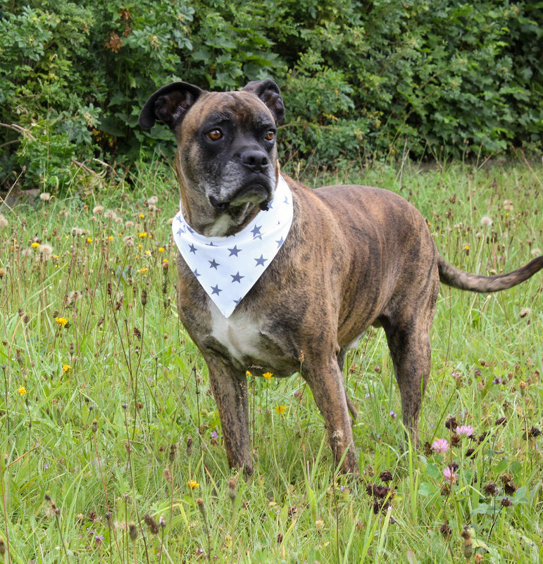 Hunde-Halstuch „Sterne“