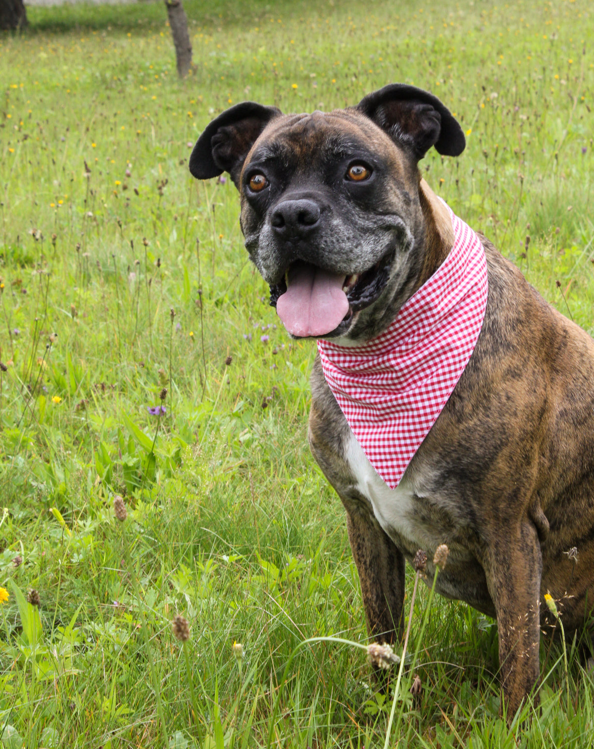 Hunde-Halstuch "Twist Karo"